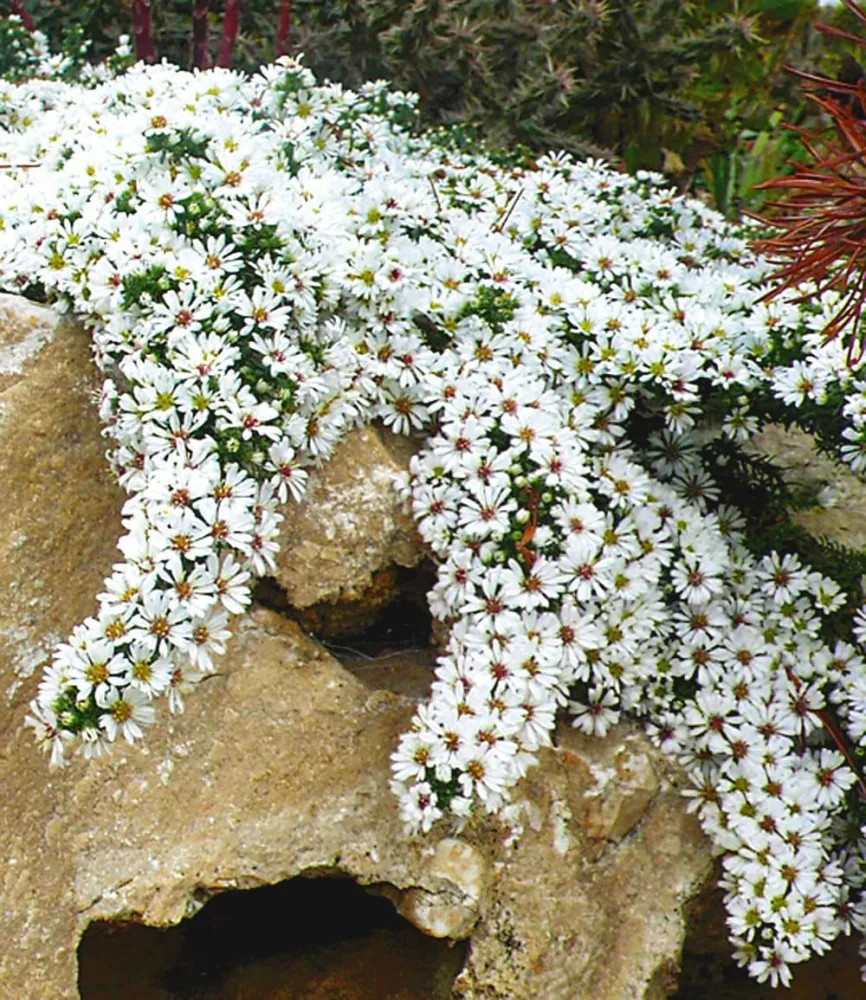 Steinaster 'Snowflurry'