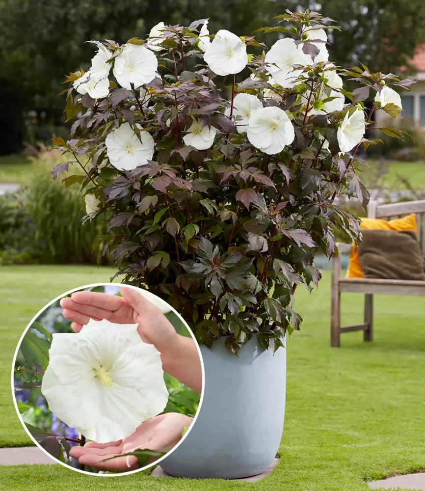 Hibiskus 'Carousel Ghost®'