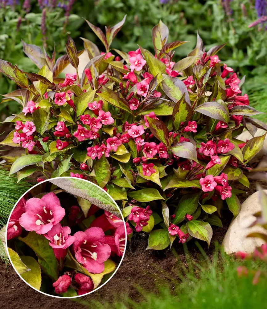 Weigelia 'Twilight'