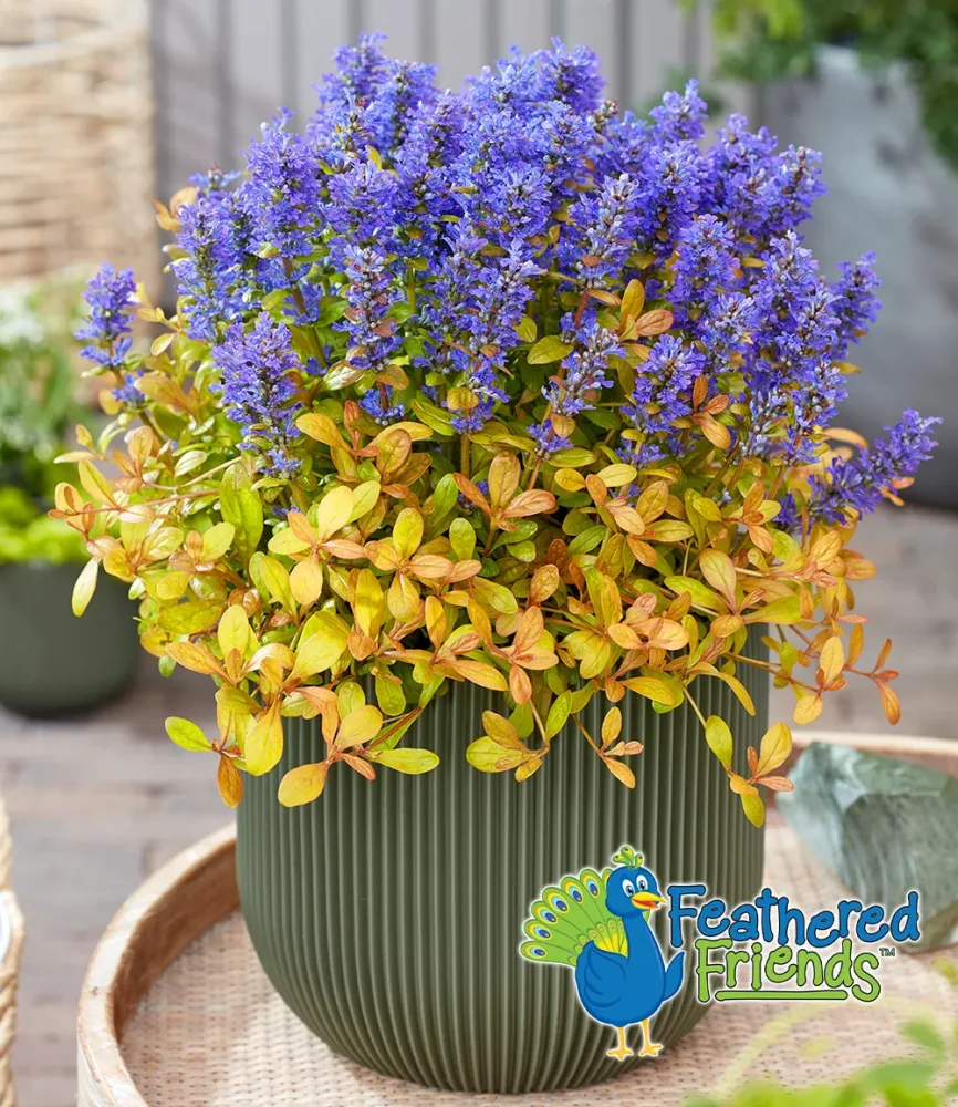 Ajuga 'Feathered Friends® Fancy Finch'