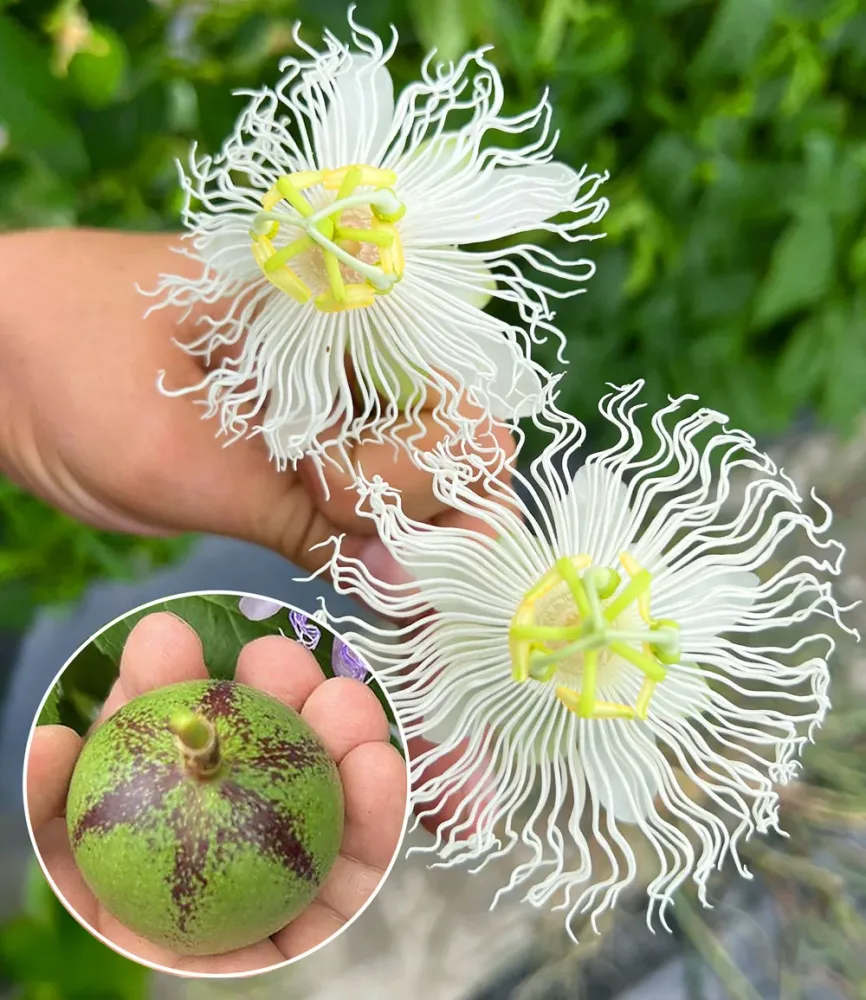 Winterharte Passionsblume Cooltropics® 'Snowstar®'