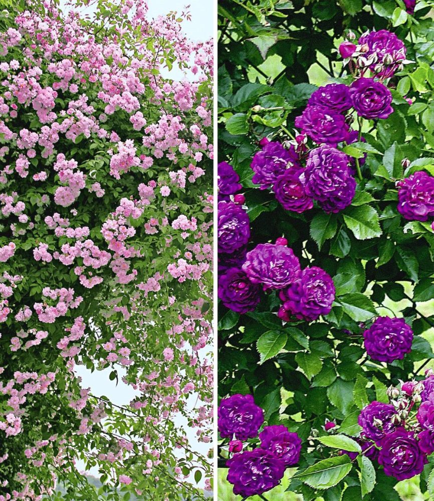 Rambler-Rosen-Kollektion blau und rosa (2 Pflanzen)