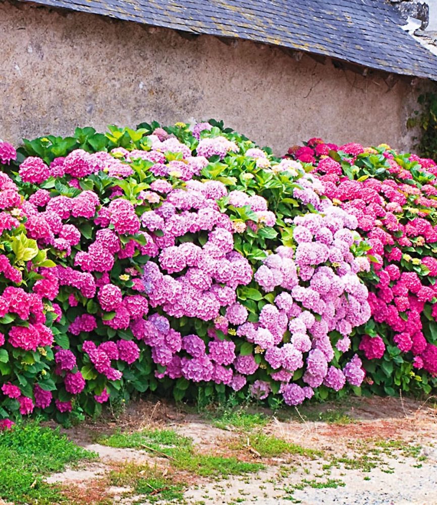 Freiland-Hortensien-Hecke ´Pink-rosé´ (3 Pflanzen)