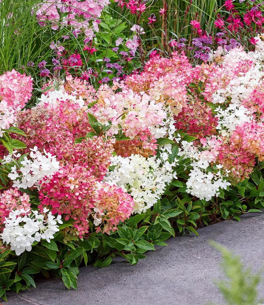 3er Niedrige Hortensie 'Groundbreaker®'