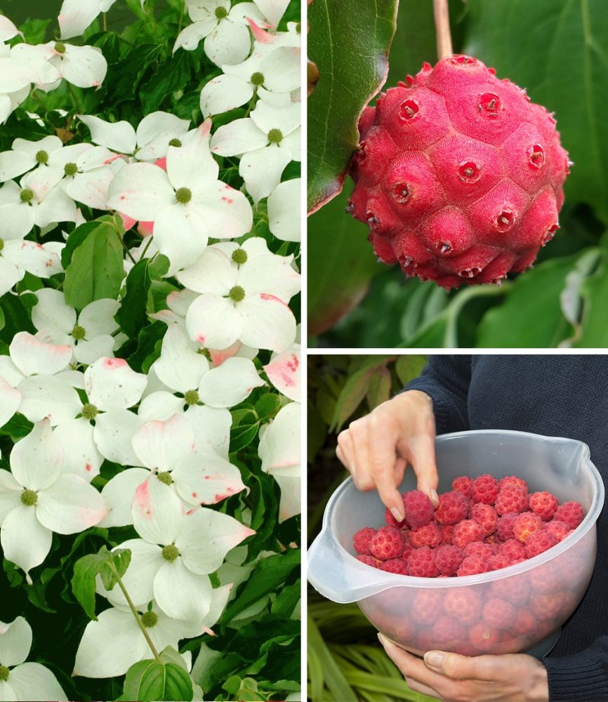 Japanischer Blüten-Hartriegel (1 Pflanze)
