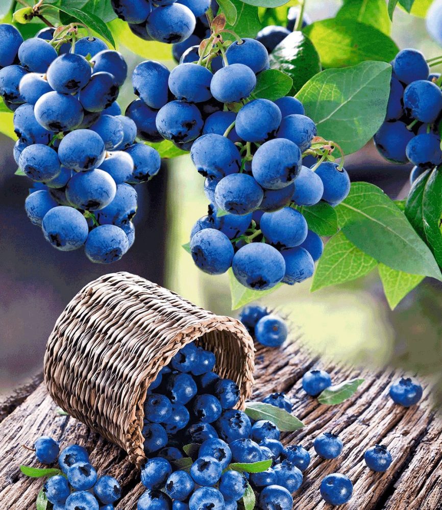 Heidelbeere ´Hortblue®´ (1 Pflanze)