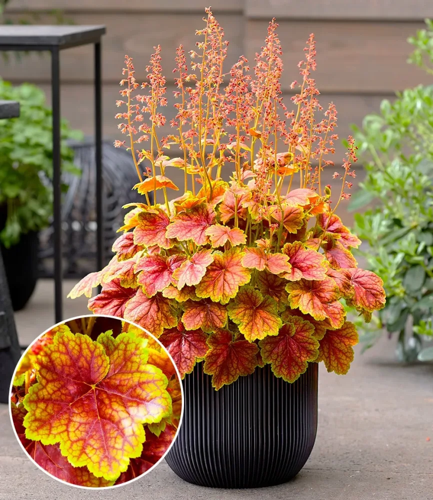 Heuchera 'Eternal Flame®'