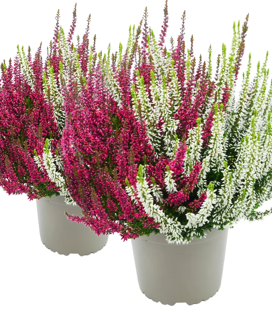 2er Calluna Knospenheide 'Twingirls®'