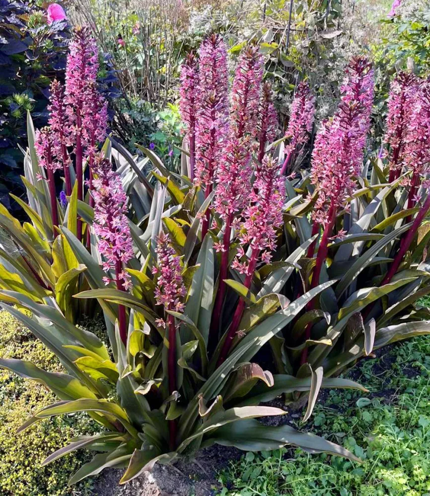 Eucomis 'Purple Reign'