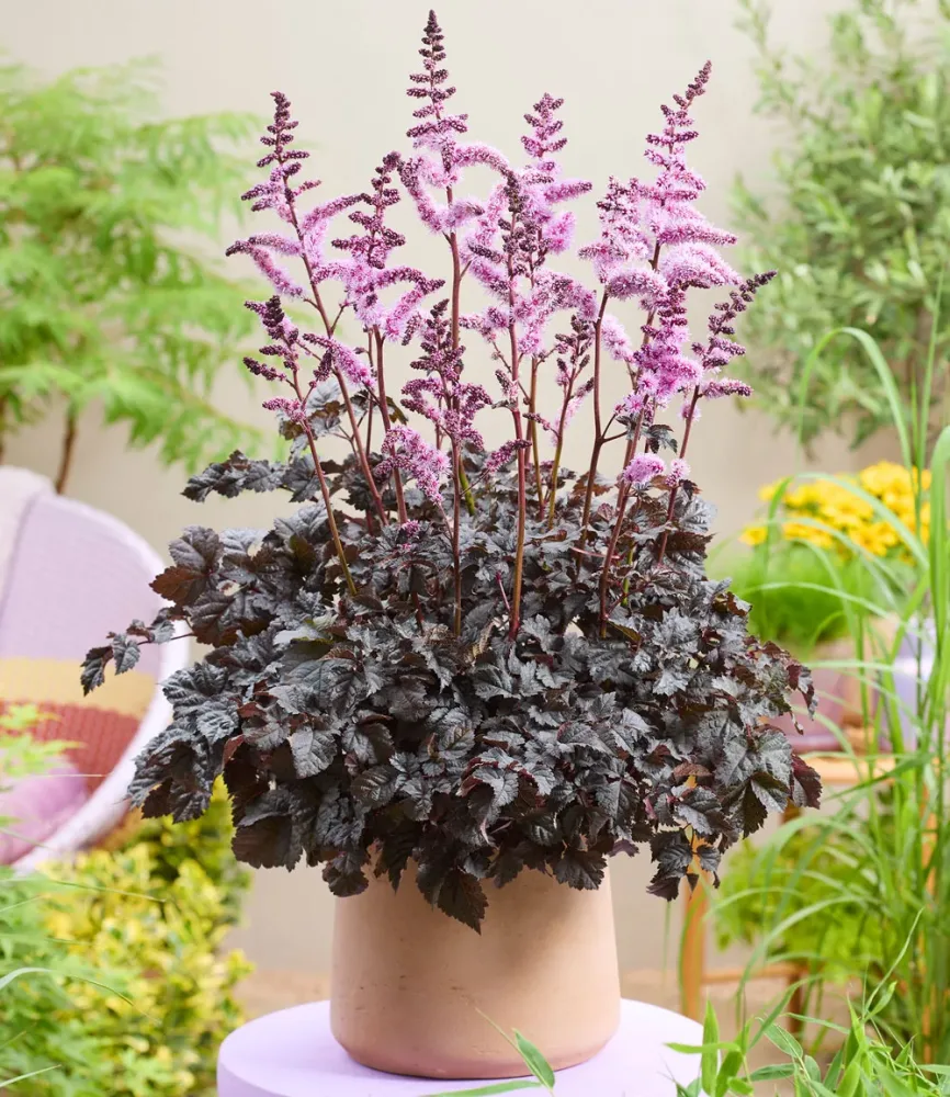Astilbe 'Dark Side of the Moon®'
