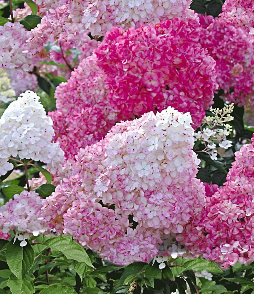 Freiland-Hortensie ´Vanille Fraise®´ (1 Pflanze)
