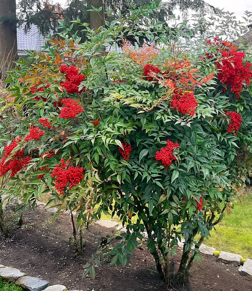 Himmelsbambus Nandina domestica
