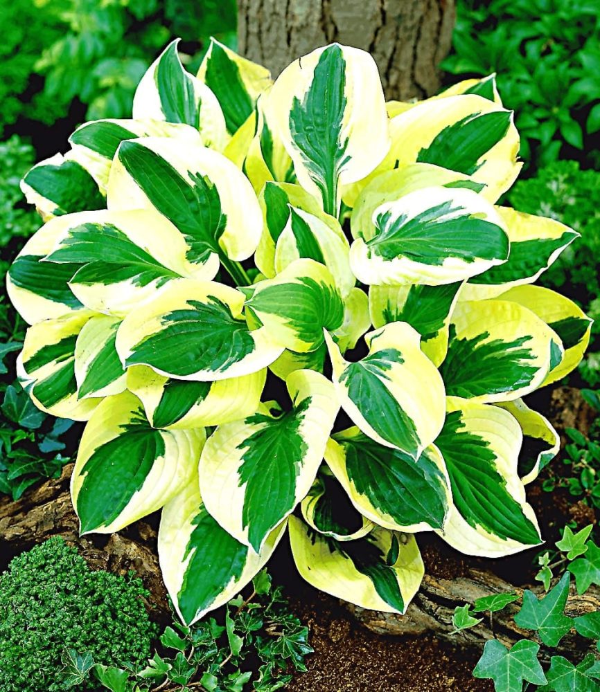 Riesen-Hosta ´Brim Cup´ (2 Knollen)