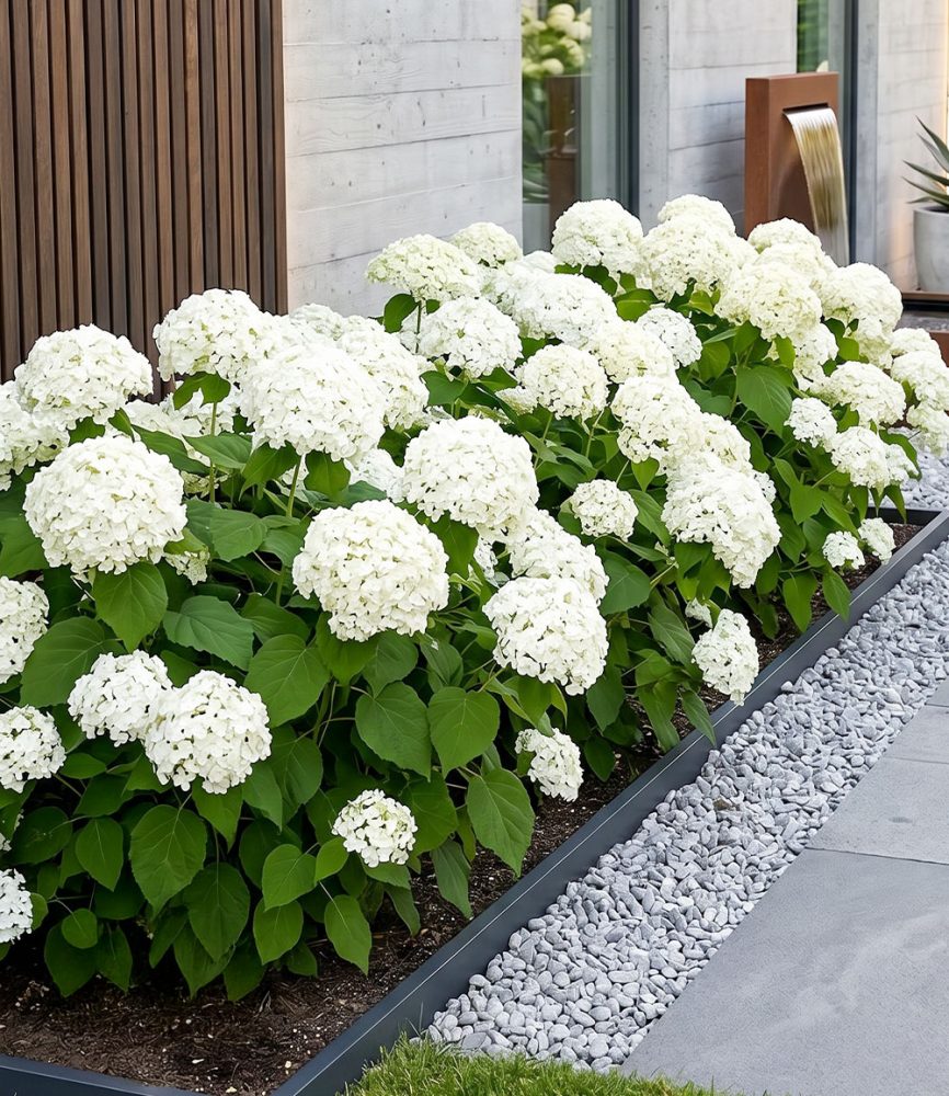 Schneeball-Hortensie ´Annabelle´ (1 Pflanze)