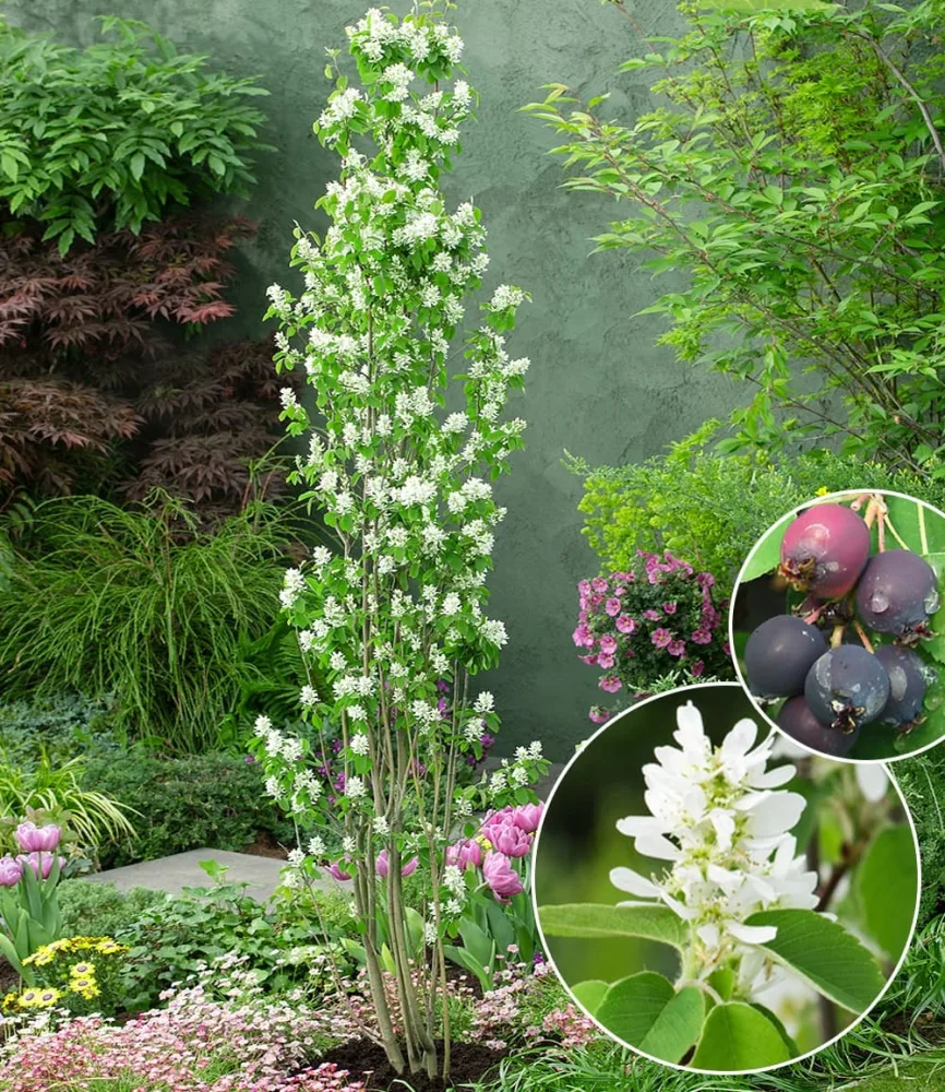 Felsenbirne Amelanchier 'Obelisk®', im 3-Liter XL-Topf