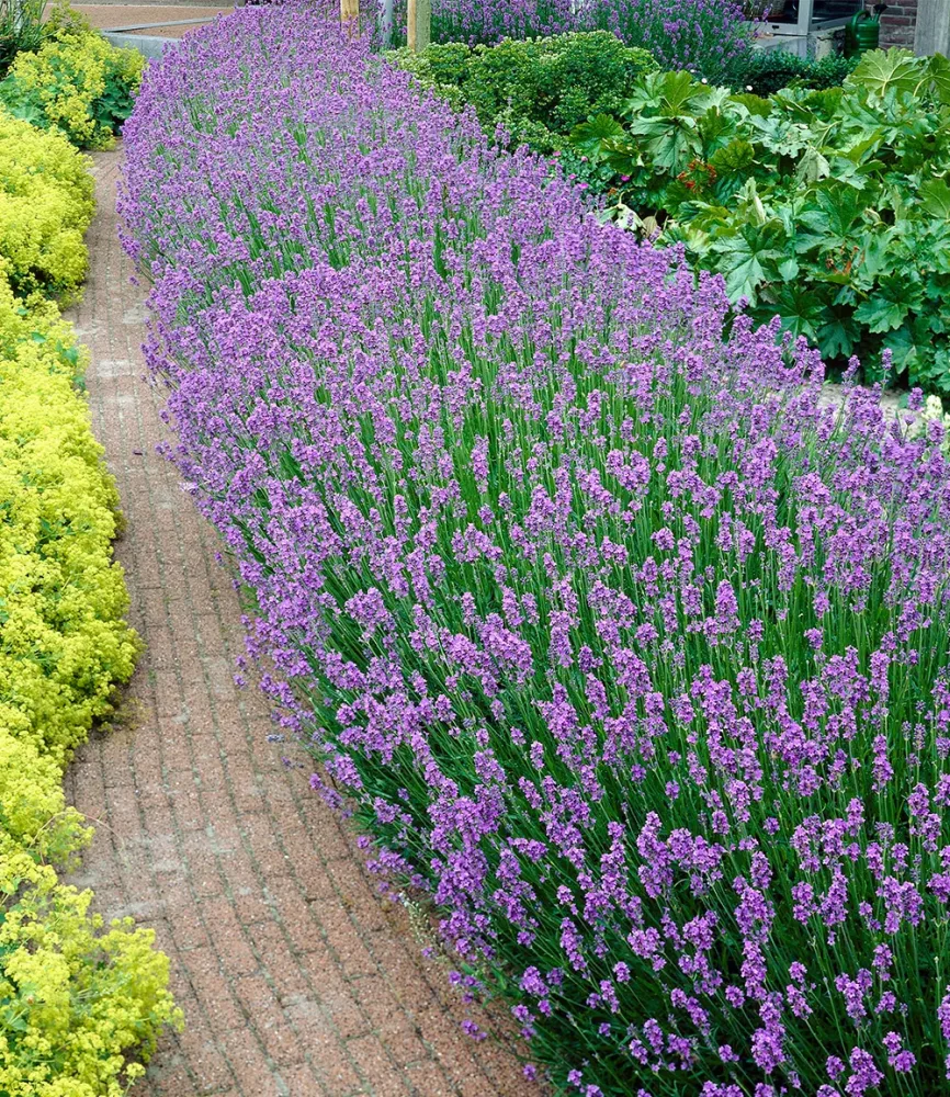 9er Lavendel-Hecke 'Blau'