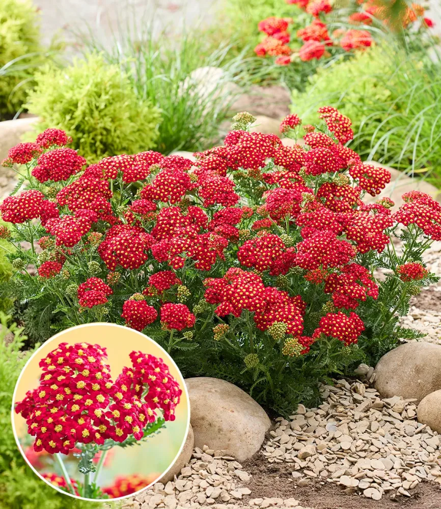 Achillea 'Short Red®'