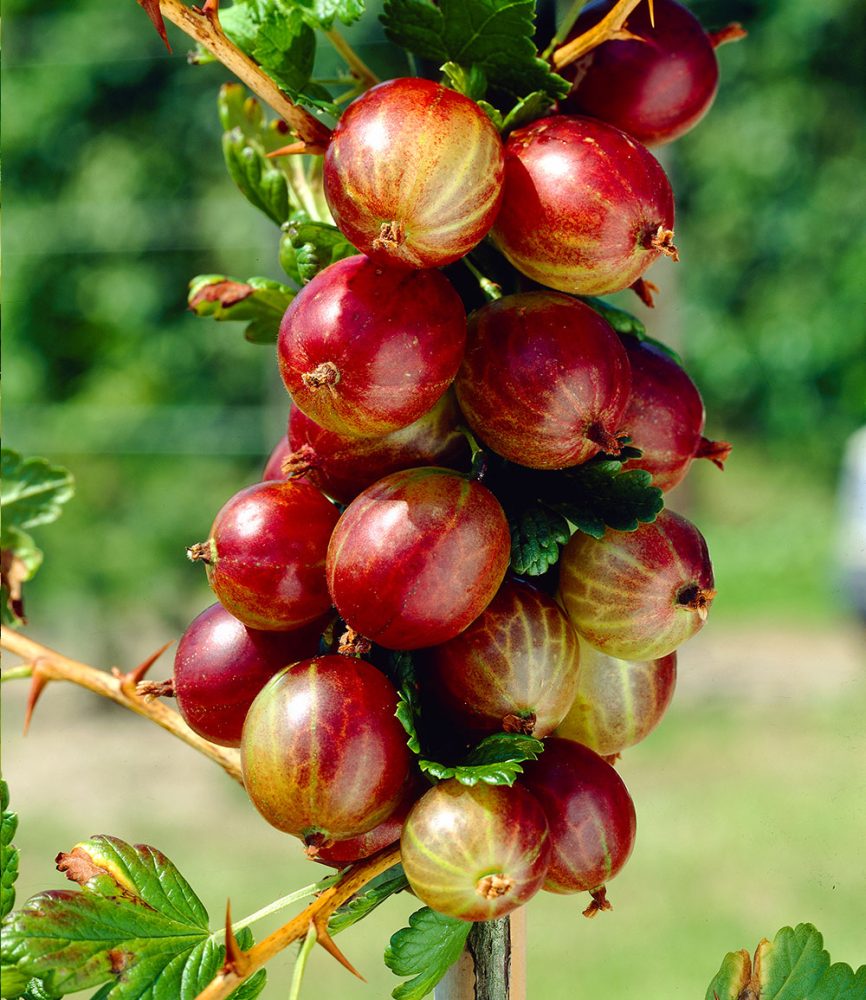 Rote Säulen-Stachelbeere (1 Pflanze)