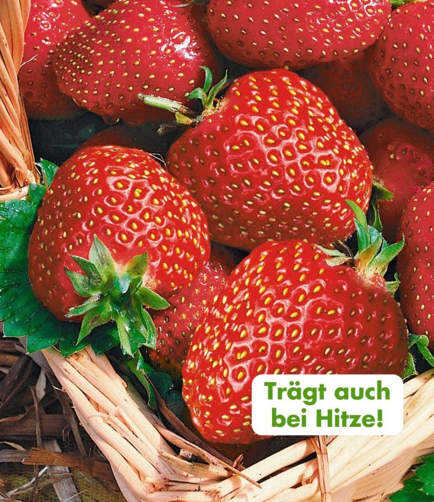 Immertragende Erdbeere ´Seascape®´ (6 Pflanzen)
