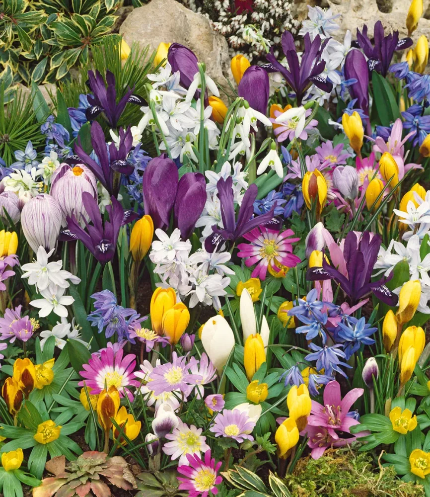 75er Blumenzwiebel-Mix zum Verwildern