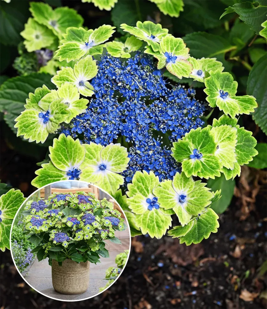 Freiland-Hortensie 'Magical® Edgy Green'