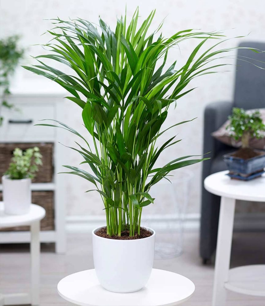 Areca Palme ca. 50 cm hoch (1 Pflanze)
