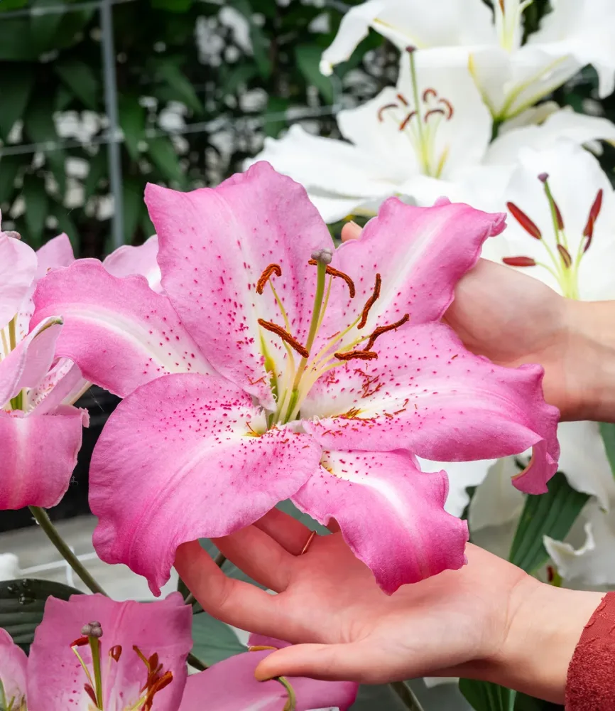 Lilie 'Josephine'