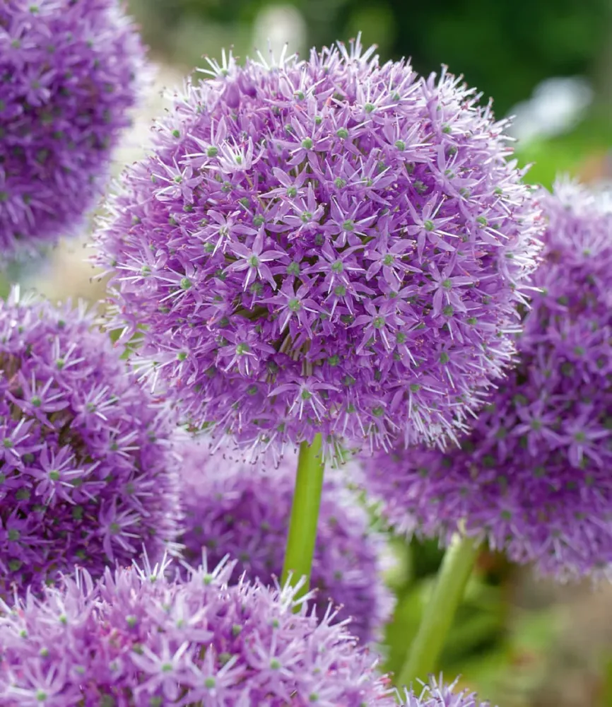 Allium 'Gladiator'