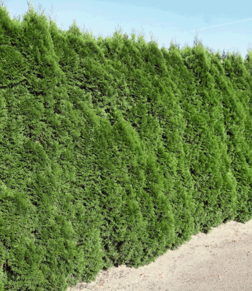Lebensbaum-Hecke ´Smaragd´ 40-60cm hoch (1 Pflanze)