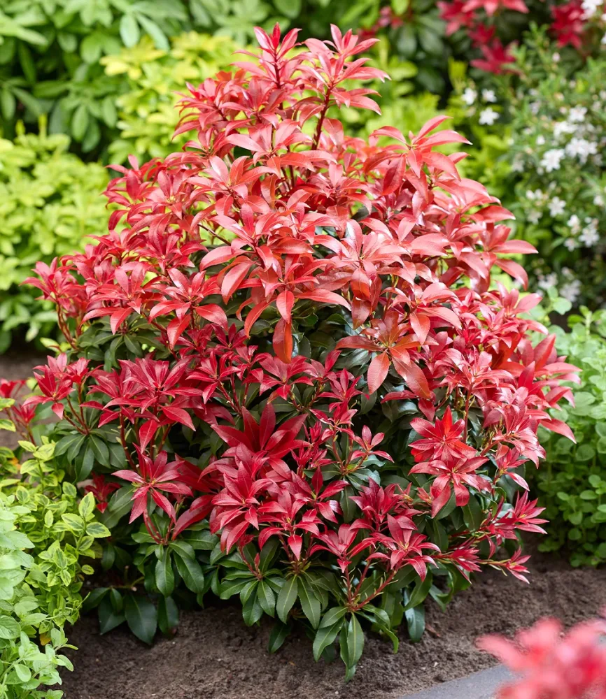 Pieris 'Red Mountain'