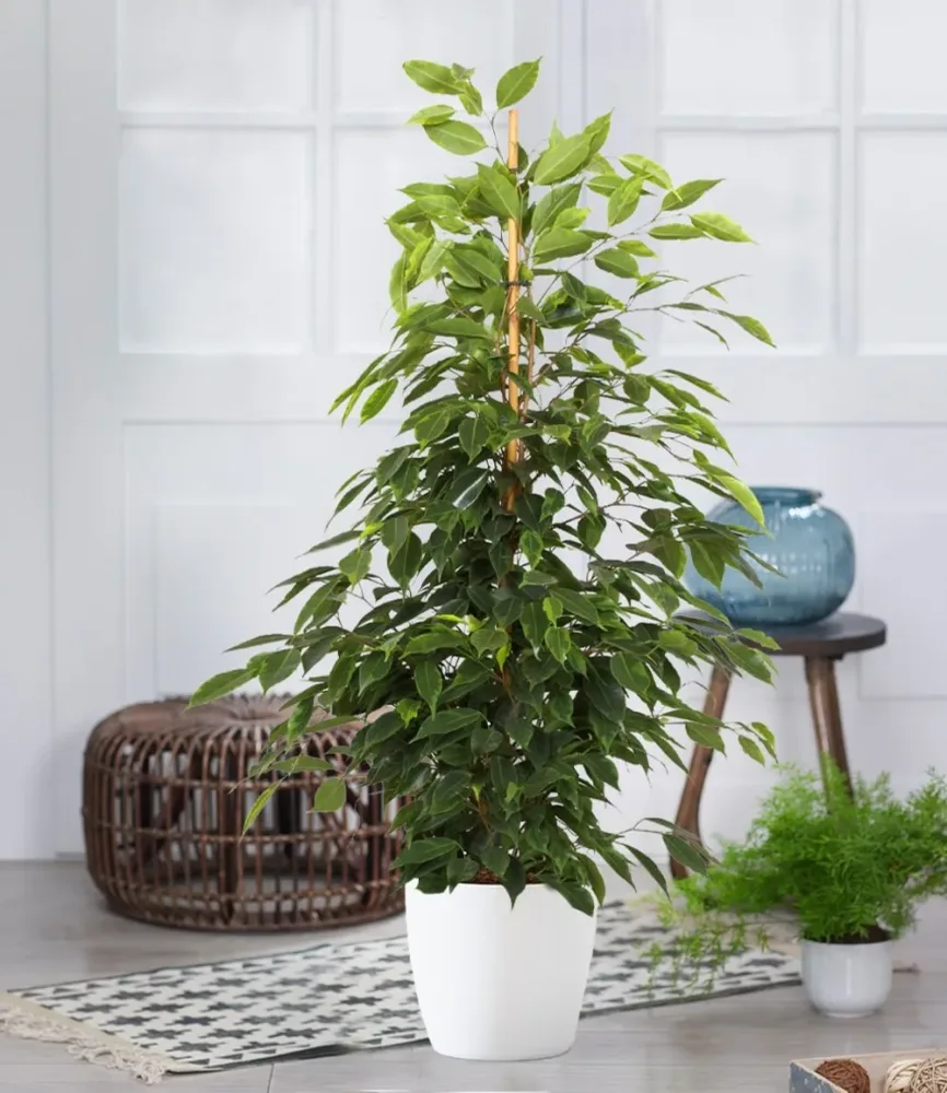 Ficus benjamina 'Danielle' ca. 80-90 cm hoch