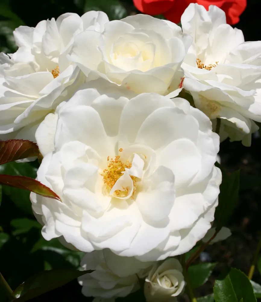 Strauchrose 'Schneewittchen®'