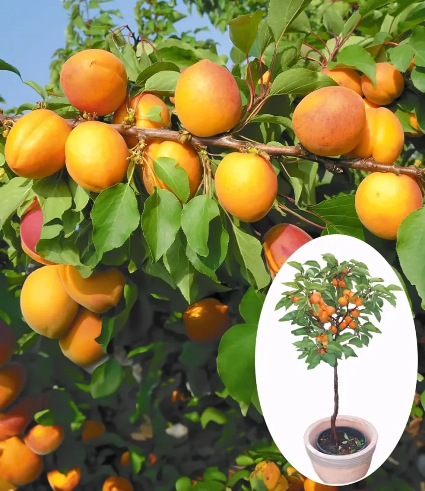 Aprikose 'Compacta Super Compact®'