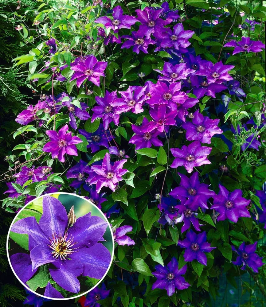 Blaue Clematis 'The President'
