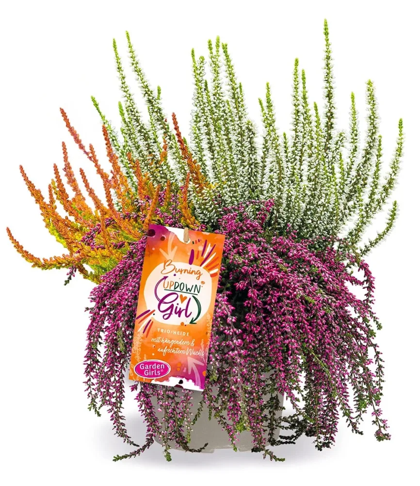 Calluna Knospenheide 'Burning Up Down Girl®', 15 cm-Topf