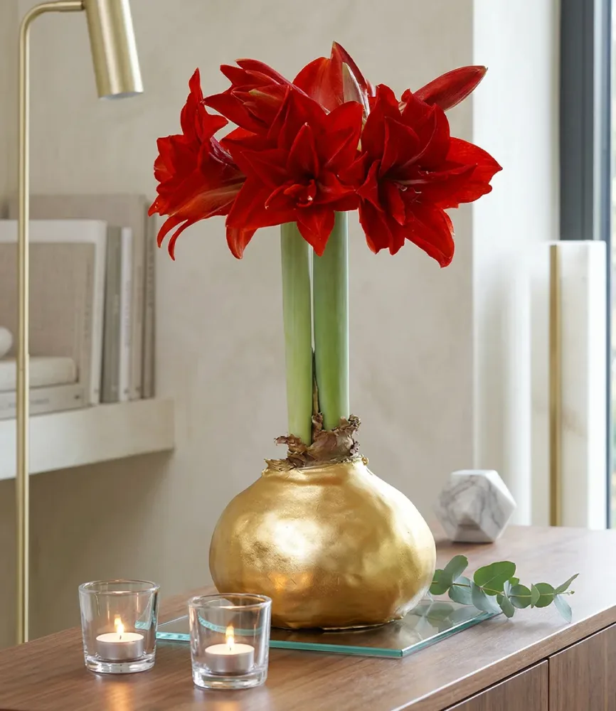 MEGA XXL Wachs-Amaryllis Gold, rote Blüte