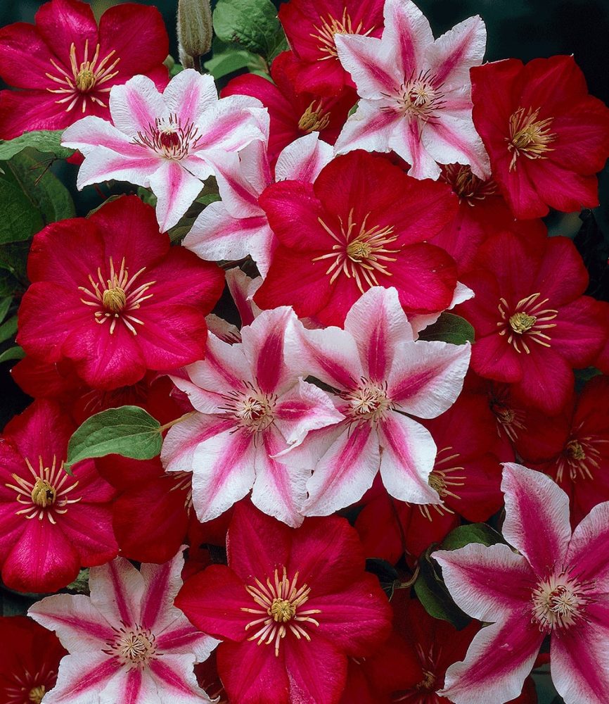 Clematis ´Nelly Moser´ & ´Ville de Lyon´ (2 Pflanzen)
