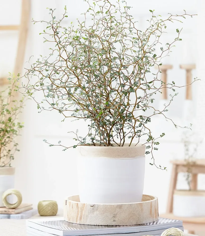 Maori® Sophora Cotoneaster 'Little Baby'