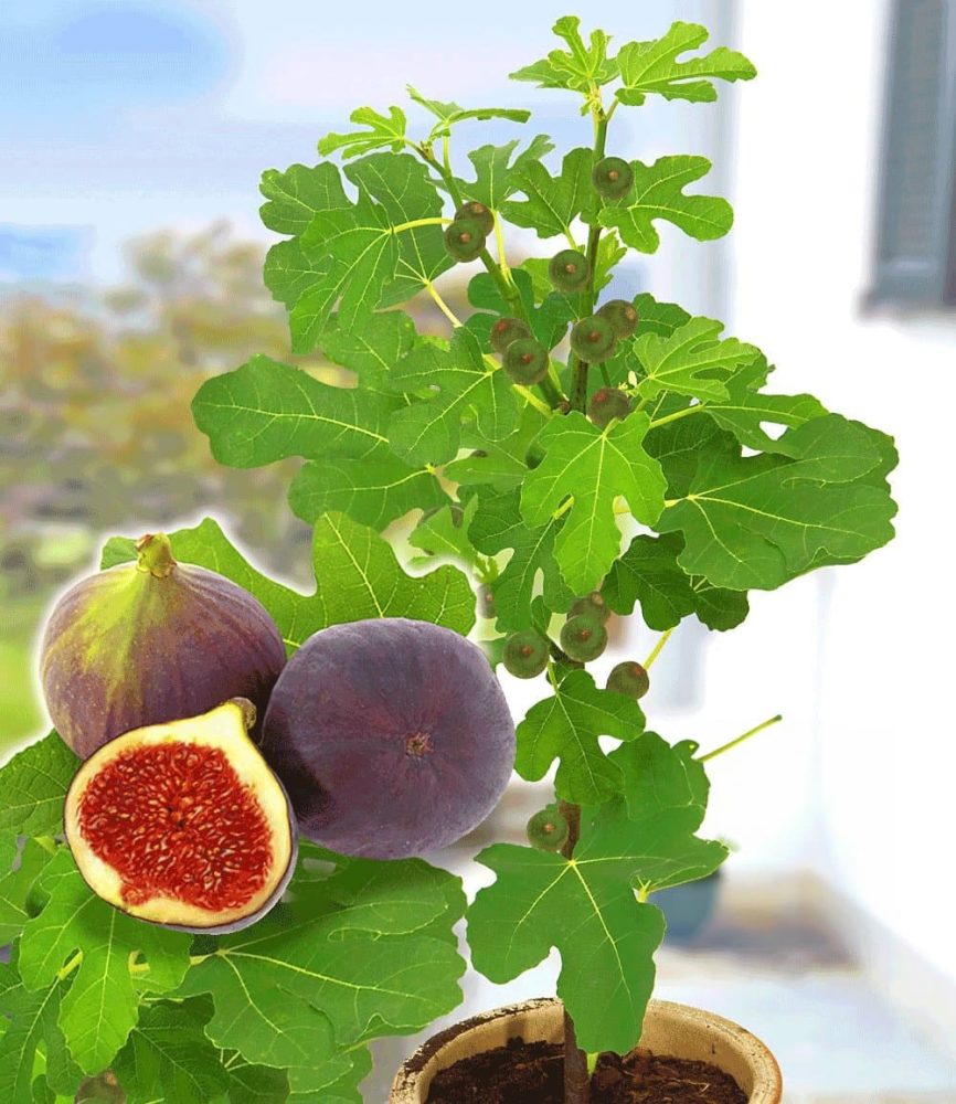 Frucht-Feige ´Rouge de Bordeaux´ groß (1 Pflanze)