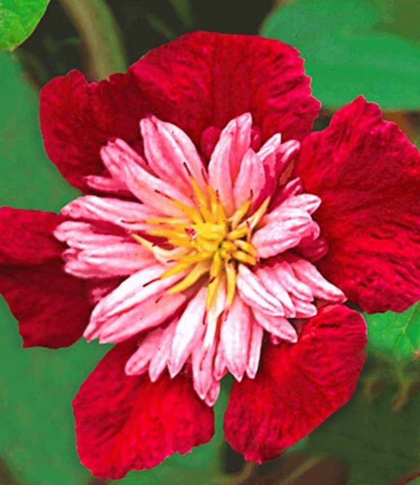 Clematis ´Avant Garde TM´ (1 Pflanze)