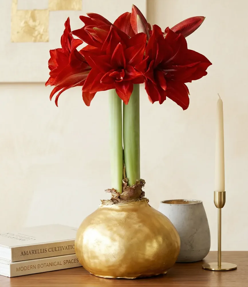 MEGA XXL Wachs-Amaryllis Gold, rote Blüte