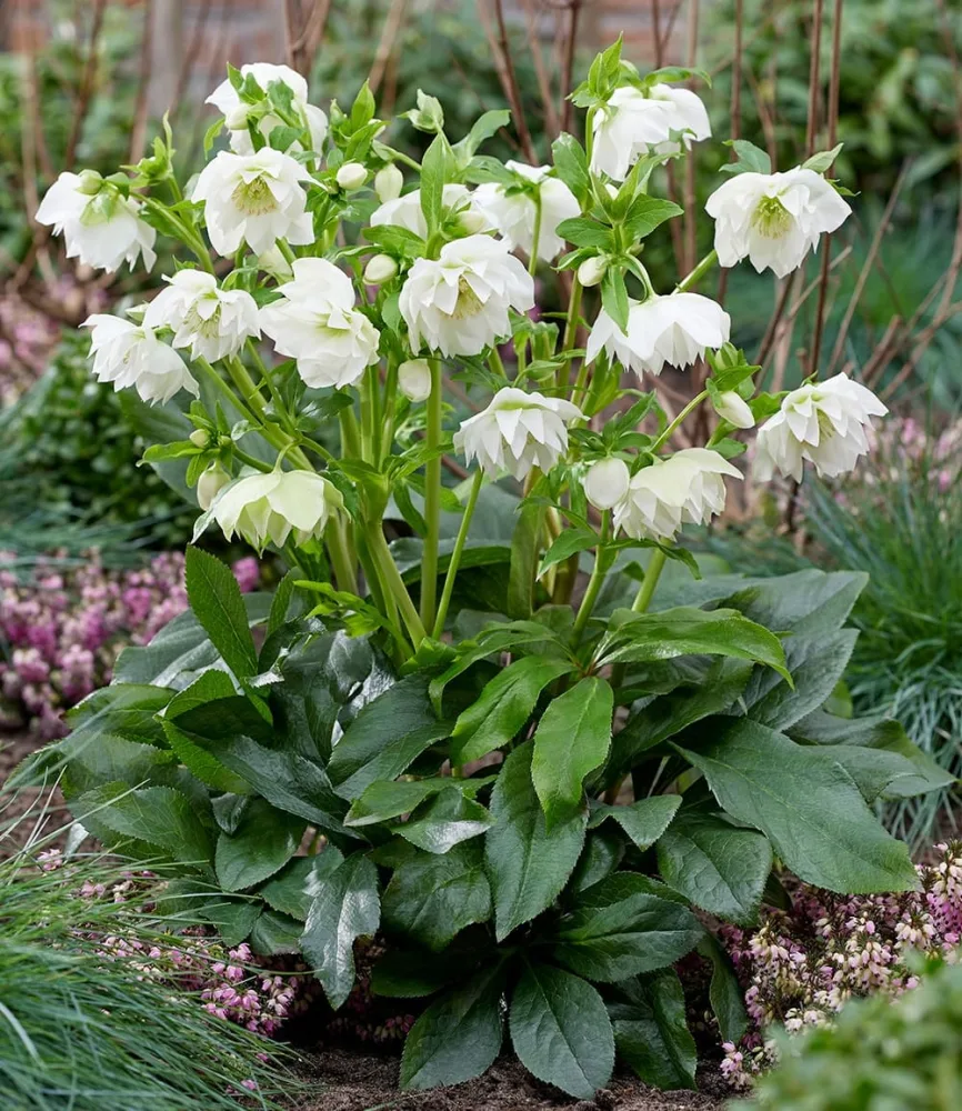 Gefüllte Christrose 'ViV® Amalia'