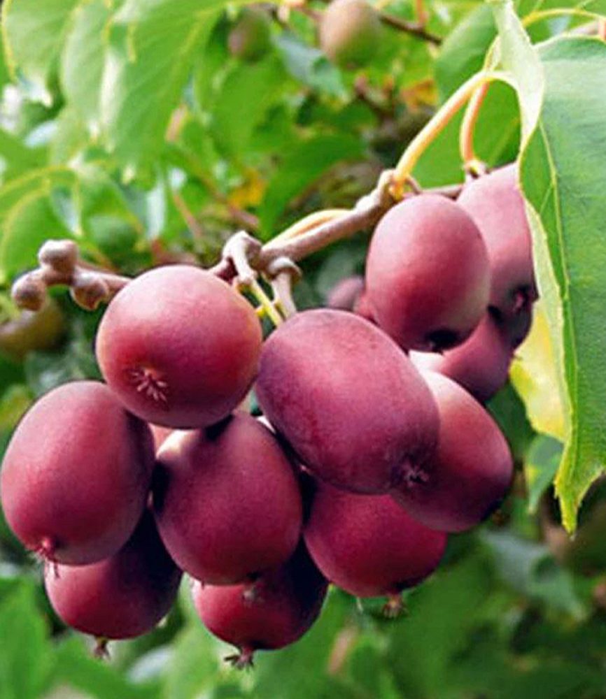 Kiwi ´Ken´s Red®´ (1 Pflanze)