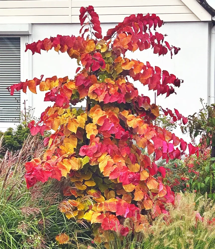 Cercis 'Eternal Flame®',Judasbaum