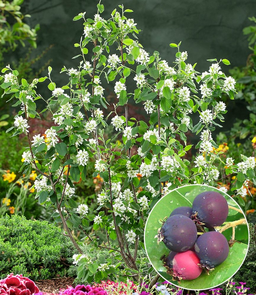 Saskatoon-Beere ´Greatberry® Garden´ (1 Pflanze)