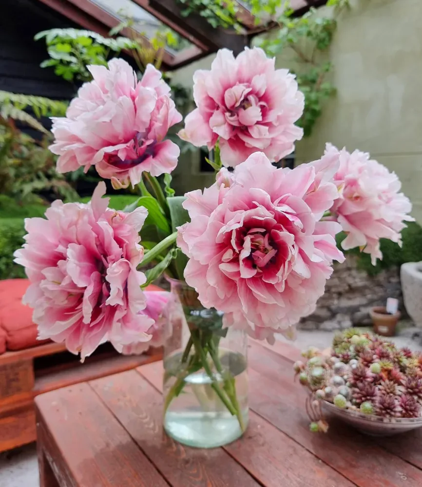 Gefüllte Tulpe 'Magic Sensation'