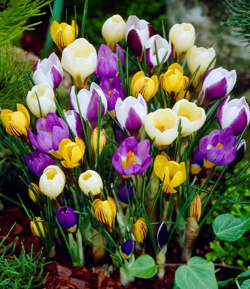 Wildkrokus Prachtmischung (100 Zwiebeln)