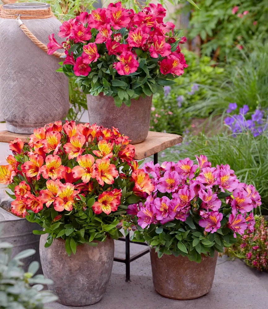 Winterharte Alstromeria-Kollektion 'Incalys®', im 12 cm XL-Topf