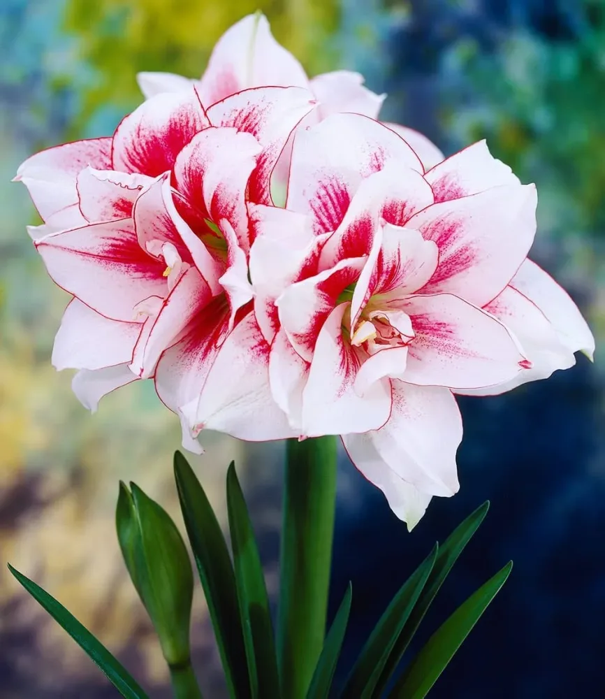 Gefüllte Amaryllis 'Elvas®'