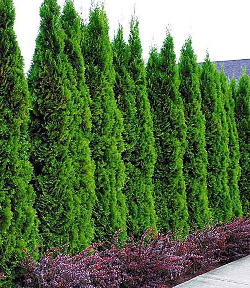 Lebensbaum-Hecke ´Thuja Smaragd´ (1 Pflanze)